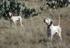 Two Beautiful Bird Dogs Pointing Wild Quail In West Texas Both Bred By Phantom Kennels Abilene Texas Bird Dogs Bird Hunting Dogs