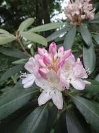 Rosebay Rhododendron Great Laurel Rhododendron Laurel Flowers