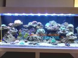 Untuk menjaga kebersihanair dalam akuarium diperlukan perlengkapan aquarium filter yang bisa menyaring pengotor akuarium. Design Aquarium Air Laut Akvodecor Aquarium Indonesia