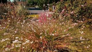 Image result for Oenothera lindheimeri