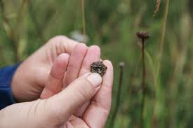 Seed collection involves five separate processes: Seed Saving Grow Wild