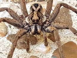 How to get rid of wolf spiders. Big Wolf Spider In Australia Spiders