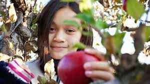 The best apple orchards and farms across Canada