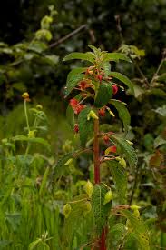 Image result for Impatiens gomphophylla