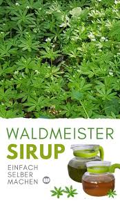Waldmeistersirup Selbst Herstellen Rezept Tipps Zum Waldmeister Ernten Waldmeister Waldmeistersir Waldmeister Getrank Waldmeister Waldmeister Sirup Rezept