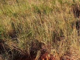 Image result for Microstegium fasciculatum