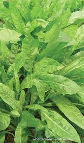 Image result for Cichorium