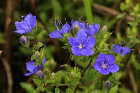 Image result for Hydrolea brevistyla