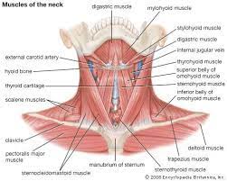 (4) just below the neck, there are shoulder bones on both sides of the skeleton. The Human Muscle System Neck Muscle Anatomy Muscles Of The Neck Sternocleidomastoid Muscle