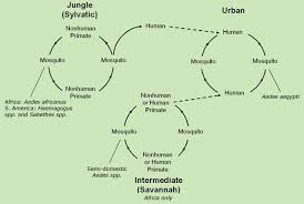 Yellow Fever Pathophysiology Wikidoc