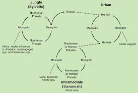 yellow fever pathophysiology wikidoc