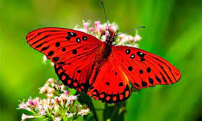 Significado De Las Mariposas Simbologia Mitos Y Suenos