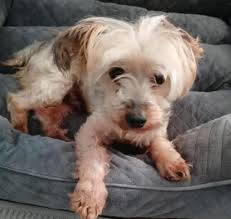 Two German Shepherds running north