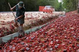 Ants are killing christmas island's iconic red crabs by the millions. Christmas Island Crabs Valentine