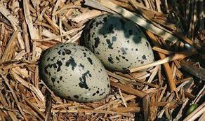 Bird Eggs With Brown Spots On Shell British Birds Eggs Common British Birds Birds Herring Gull