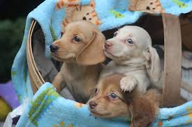 We love to see them, and the rest of the world. Akc Miniature Dachshund Puppies For Sale Louie S Miniature Dachshunds