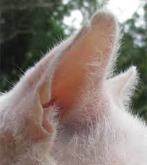 Learn how liver cancer in cats is diagnosed and treated. Feline Hepatic Lipidosis Fatty Liver Disease In Cats Pethelpful
