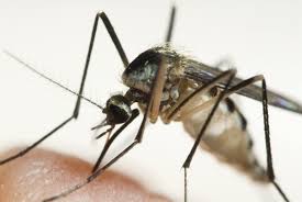 Mitchell pest services provides pest control in virginia beach and surrounding areas. Mosquito Control In Virginia Beach Dreamlawns Lawn Care