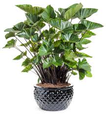 We did not find results for: Coffee Cups Elephant S Ear Colocasia Esculenta Proven Winners