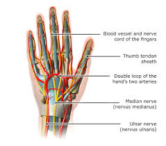 Image result for Hand Anatomy