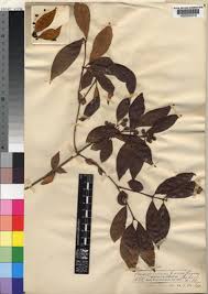 Image result for Psorospermum baumii