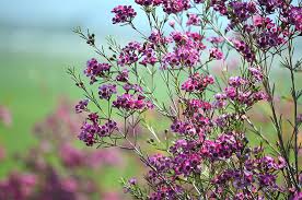 Maybe you would like to learn more about one of these? New Zealand Tea Tree Flowers Bush Purple Pink Shrub Ornamental Spring Bloom Blossom Pikist