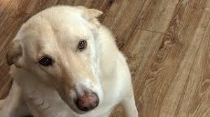 Golden retrievers have an instinctive love of water, and are easy to train to basic or advanced obedience standards. I Love My Puppy Golden Retriever Yellow Lab Mix Full Review Youtube