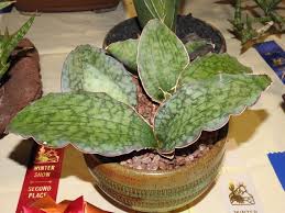 Image result for Canscora kirkii