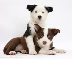 Check spelling or type a new query. Dogs Chocolate And Black And White Border Collie Puppies Photo Wp37316