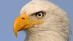 Nestling eagles' eyes are nearly black. Bald Eagle S Eyesight And Hearing American Bald Eagle Information