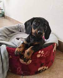Dachshund Lifespan How Long Do Dachshunds Live