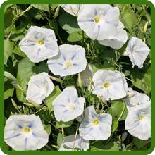 Image result for Ipomoea simonsiana