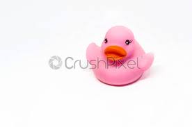 The crown and nape are pale blue; Pink Rubber Duck With Orange Beak Isolated On A White Stock Photo Crushpixel