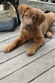 A goldador is an easy dog breed to train since both the labrador retriever and the golden retriever are highly intelligent. Chocolate Lab And Golden Retriever Mix Petsidi