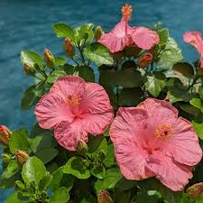 Image result for Hibiscus calyphyllus
