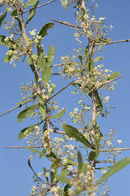 Image result for Gymnosporia senegalensis