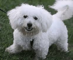 While puppies are young, they are constantly learning their place. How To Stop A Dog From Biting When You Grab The Collar Or Snap The Leash Pethelpful