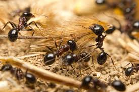Cómo eliminar las invasiones de hormigas. Eliminar Ecologicamente Las Hormigas