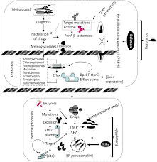 Melioidosis is a disease predominant in south asia and australia, with contaminated water and soil being the primary sources of the bacteria. Plos Neglected Tropical Diseases Melioidosis Clinical Impact And Public Health Threat In The Tropics