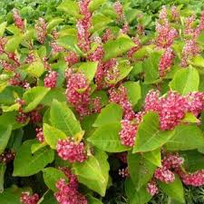 In north america and europe, the species has successfully established itself in numerous habitats, and is classified a. Japanse Duizendknoop Fallopia Japonica Var Compacta