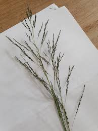 Image result for Alloteropsis semialata