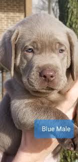 Most labrador retrievers are athletic; Silver English Lab Puppies Black English Labrador Retriever Puppies Photo Happy Dog Puppies Dole Hill Labrado English Labrador Labrador Breeders Lab Puppies