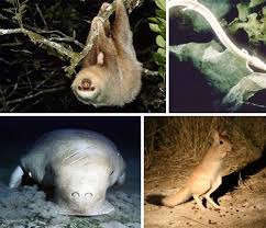 20 Of The World S Weirdest Endangered Animal Species Webecoist Endangered Animals Animal Species Animals
