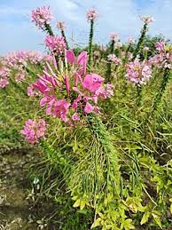 Image result for Cleome houtteana
