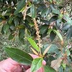 Image result for Croton gratissimus