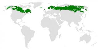 Key Biome Map Coloring Worksheet World Biome Map Coloring Worksheet New North America Biome Map Climatejourney In 2020 Boreal Forest Animal Coloring Pages Mickey Mouse Coloring Pages