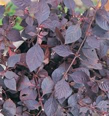 Image result for Aerva