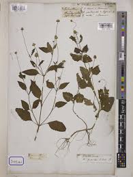 Image result for Spilanthes costata