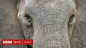 Esp rol santuario de los antiguos. El Estudio Que Revela Como Los Elefantes Machos Y Viejos Juegan Un Rol Crucial En La Supervivencia De La Especie Bbc News Mundo