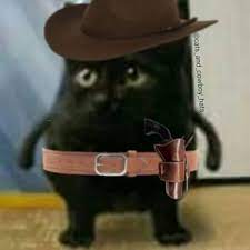 5 out of 5 stars. Cats And Cowboy Hats Cowboycats Twitter
